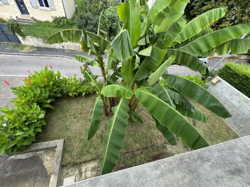 Bananiers tropicaux et arbustes fleuris dans le jardin de la Villa des Palmiers à Villeneuve-sur-Lot