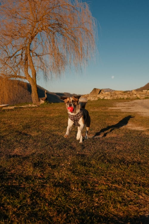 Brown and white dog playing with red ball in field near Susqueda, Girona countryside with willow tree