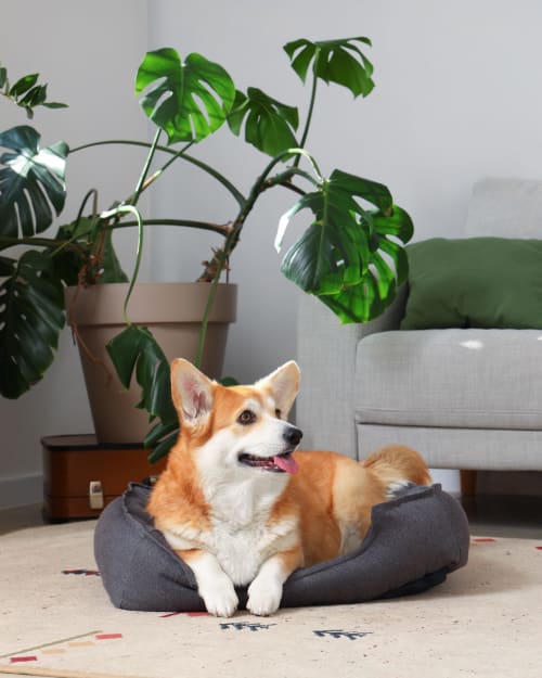 Cane Corgi che si rilassa su un letto grigio in una moderna camera d'hotel con piante Monstera e divano grigio presso Vahospitality