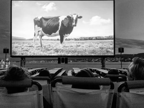 Pantalla de cine al aire libre mostrando una vaca en un pasto, experiencia de cine vintage en blanco y negro