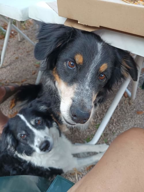 Deux chiens sympathiques regardant vers l'appareil photo au Jardin de la Reyssouze, gîte à Gorrevod, France