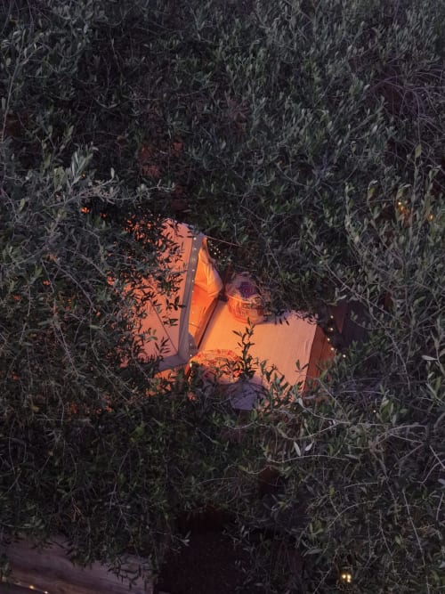 Glowing tent nestled among olive trees at night, Agritusmo Stecadò garden in Dolceacqua