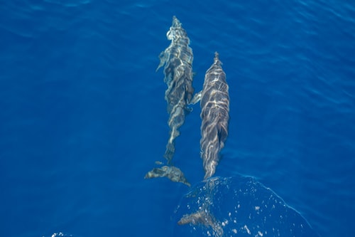 Duas baleias emergindo nas águas azuis profundas do oceano perto de Portugal