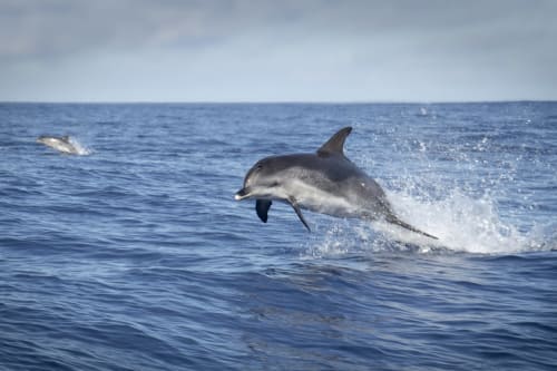 Golfinho saltando nas águas azuis do oceano na costa de Portugal, perto de Villa Amore