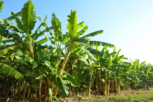 Exuberante plantação de bananas com folhagem verde sob céu limpo, típica paisagem agrícola portuguesa