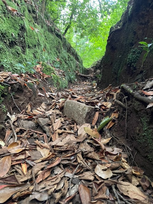 Caminho de pedra coberto de musgo atravessando floresta exuberante no Refúgio do Nevoeiro, retiro de montanha em São Vicente