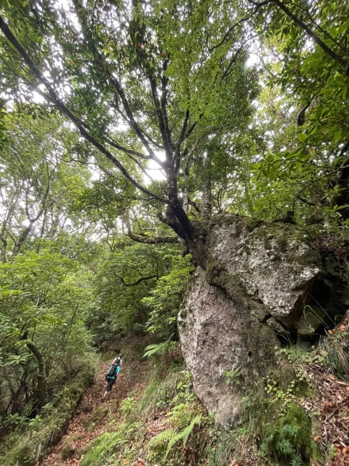 Caminhante em trilha montanhosa entre árvores ancestrais e exuberante vegetação florestal em São Vicente, Portugal