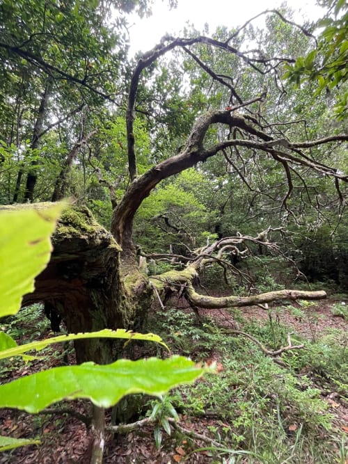 Árvore antiga e retorcida com ramos arqueados em exuberante jardim florestal na Refúgio do Nevoeiro, São Vicente