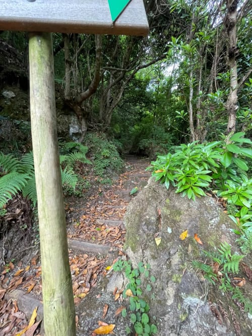 Caminho exuberante do refúgio Refúgio do Nevoeiro em São Vicente, cercado por samambaias e vegetação verdejante