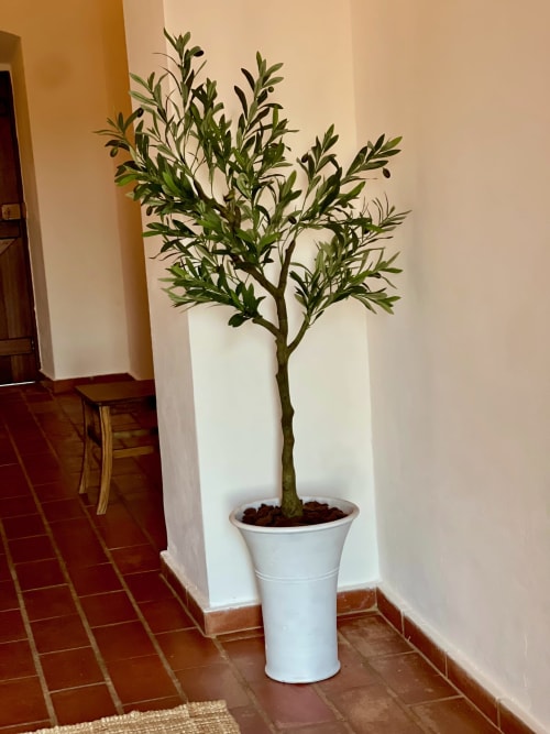 Potted olive tree in white planter at rural Portuguese cottage Casa Fonte do Bispo