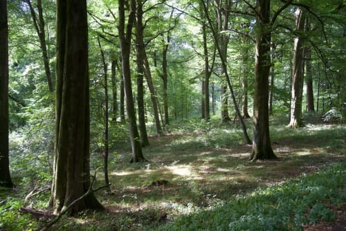 Sentier forestier paisible bordé de grands arbres à Au Bois Dormant, un gîte français