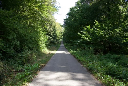 Allée bordée d'arbres à Au Bois Dormant en France, feuillage luxuriant formant une voûte naturelle