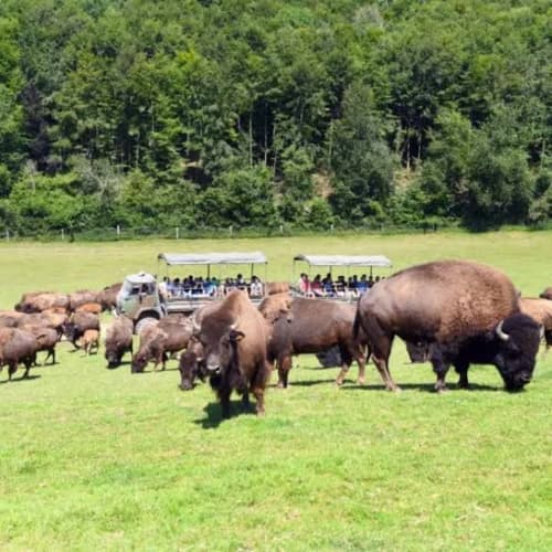 Excursion safari troupeau de bisons aux Gites De Flaubert, visiteurs en véhicules découverts observant la faune sauvage dans une prairie verdoyante