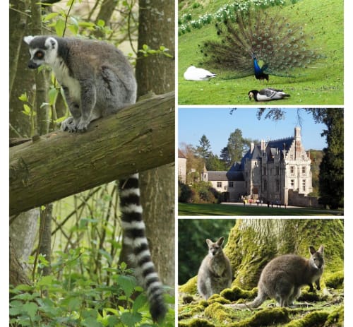 Les Gîtes de Flaubert : lémurs, paons, château et kangourous dans un parc naturel