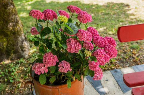 Hydrangées rose vif en pot en terre cuite au jardin du cottage Les Petits Toits, Galgon France