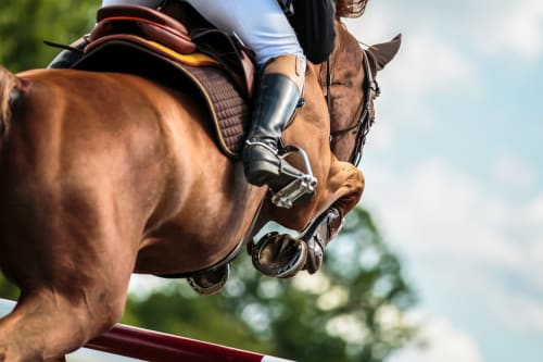 Jinete a caballo marrón con silla de montar occidental en la campiña de Cádiz