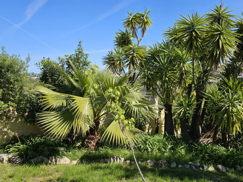 Lush tropical garden with palm trees and greenery at Casa Oleias villa in Sesimbra, Portugal