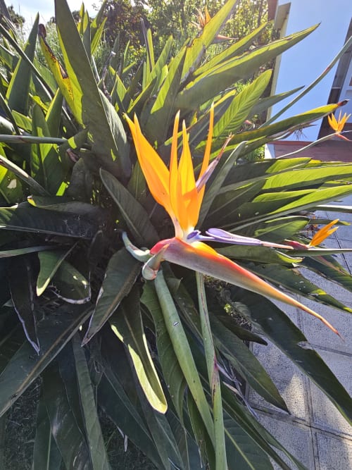 Vibrant orange and yellow bird of paradise flower blooming in the garden at Sesimbra Sun Sea villa