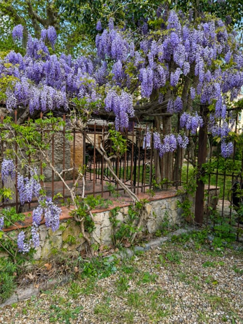 Les fleurs mauves de glycine en cascade sur les murs de pierre et le portail en fer forgé de l'Auberge du Parc à Correns, France