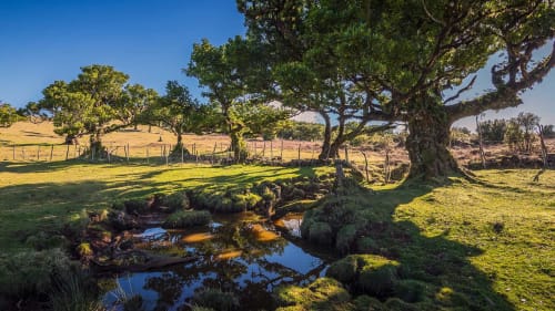 Paisagem pastoril no Refúgio do Nevoeiro com carvalho antigo, ribeiro e campos verdes em Porto Moniz