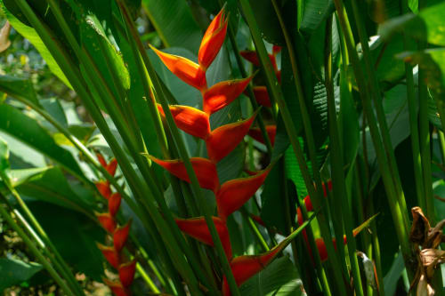 Vibrantes flores pico de loro rojo entre exuberante follaje verde en Jardines Secretos, Pérez Zeledón, Costa Rica