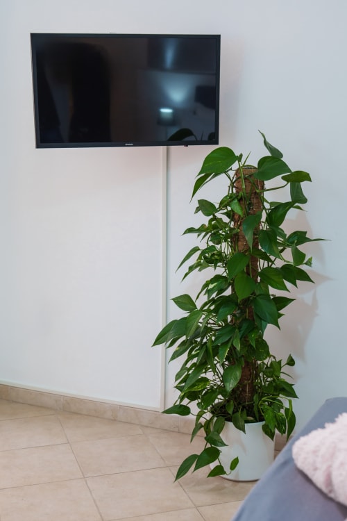 Wall-mounted Samsung TV above climbing plant in pot, tiled floor in modern Procida hotel room with white walls