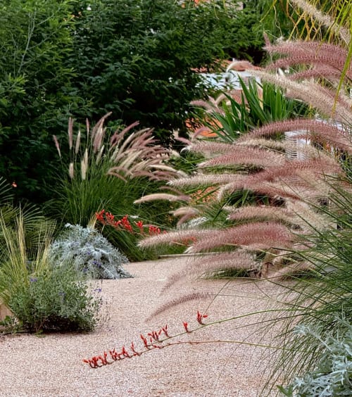 Allée du jardin méditerranéen de la villa Can Jeannette à Collioure avec herbes ornementales et fleurs rouges
