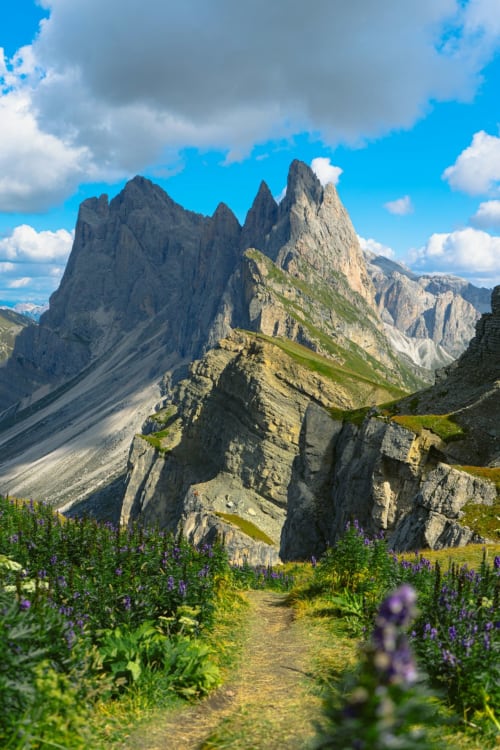 Sentiero alpino con fiori violetti che conduce a picchi spettacolari nella Selva di Val Gardena, Italia
