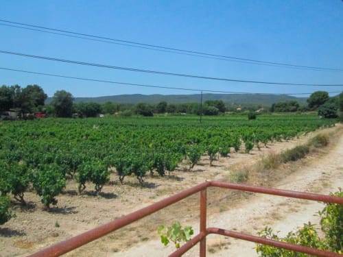 Vineyard view from Clos B&B in Saint-Cyr sur Mer with red fence and rolling hills