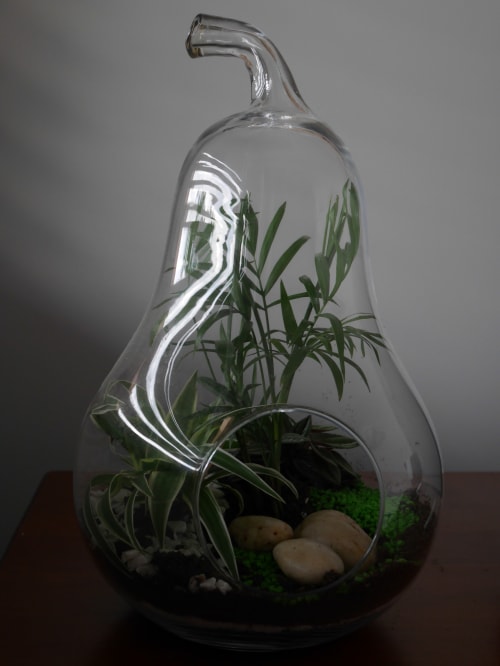 Terrarium en verre en forme de poire avec plantes vertes, mousse et pierres dans le bureau Le Jardin de la Reyssouze