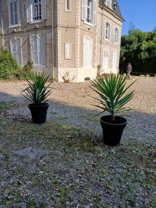 Deux yuccas en pots au premier plan avec le château en pierre et la cour de gravier de la villa Mons-Boubert