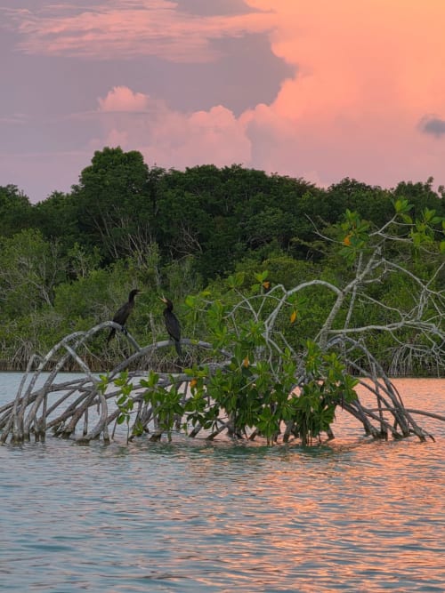 Atardecer sobre la laguna de Bacalar con manglares y cormoranes en el hostal Cayuco Maya, México