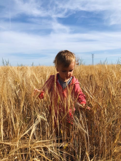 Jeune enfant en veste rouge explorant un champ de blé doré près des gîtes de Cormenin à Saint-Hilaire-sur-Puiseaux
