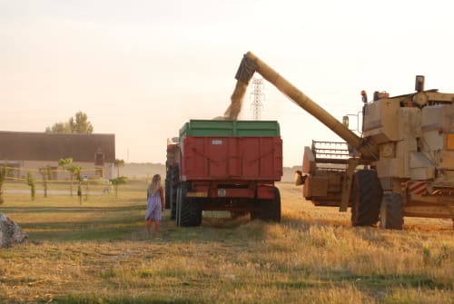 Scène de moisson aux gîtes de Cormenin à Saint-Hilaire-sur-Puiseaux avec moissonneuse-batteuse et camion à grains