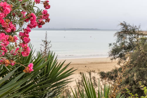 Flores rosa brillantes enmarcan la vista serena de la playa en Hostal La Moyareja en Rota, España