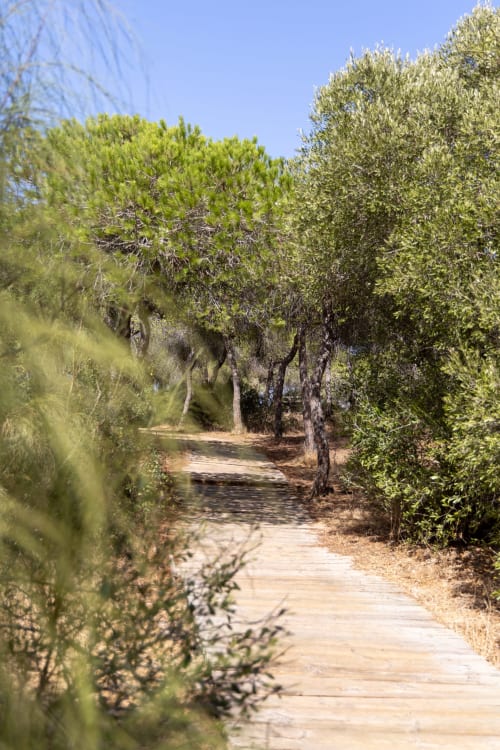 Camino de madera entre olivos en el Hostal La Moyareja de Rota, España, bajo un cielo azul despejado