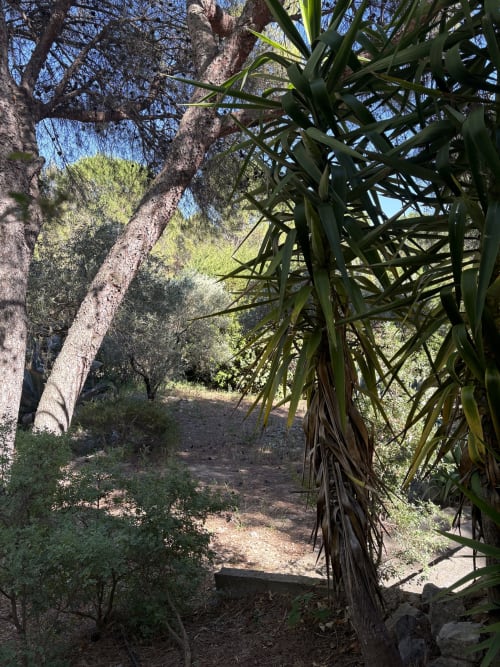 Allée ombragée du jardin avec frondes de palmier et oliviers à la Conciergerie Maurin à Arles, France