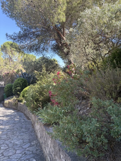 Allée pavée dans un jardin méditerranéen avec oliviers et plantes fleuries à la Conciergerie Maurin, Arles