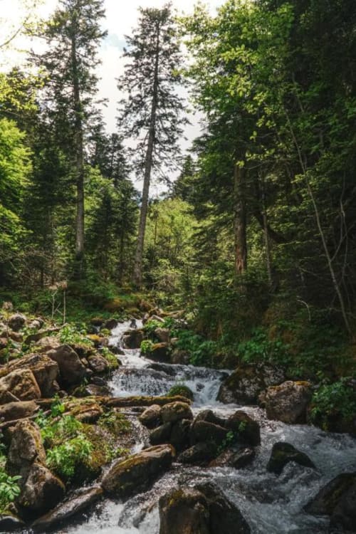 Mountain stream flowing through lush forest near Vielha, Spain at La Borda del Gato Rafa hotel