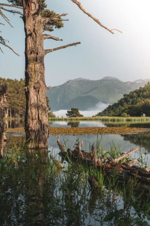 Gnarled tree framing serene lake view with mountains at La Borda del Gato Rafa, Vielha