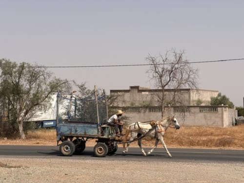 Charette tirée par des chevaux sur route rurale près de l'hôtel ethnique Eucalyptus à El Ghazouane, Essaouira, Maroc