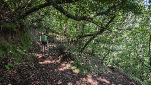 Caminhante na trilha da floresta do Refúgio do Nevoeiro, Porto Moniz, cercado por vegetação exuberante e árvores centenárias