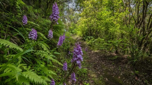 Flores selvagens roxas margeiam trilha florestal no Refúgio do Nevoeiro em Porto Moniz, cercadas por exuberante vegetação e árvores