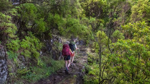 Caminhantes na trilha de montanha perto do Refúgio do Nevoeiro em Porto Moniz, cercados pela exuberante floresta verde