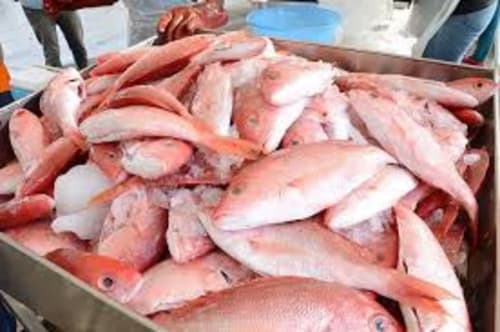 Filets de poisson frais exposés au marché aux fruits de mer de Fort-de-France, Martinique