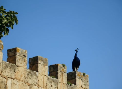 Pavone appollaiato sulle rovine di un muro in pietra antica con vegetazione verde e cielo blu all'Hotel Candalú, Valderice Sicilia