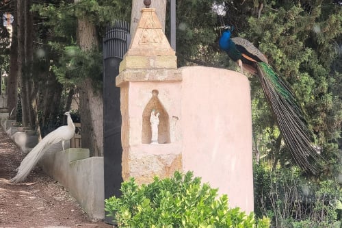 Pavone bianco appollaiato su un cornicione in cemento vicino a una struttura in pietra rosa circondata da cipressi nel giardino dell'Hotel Candalú