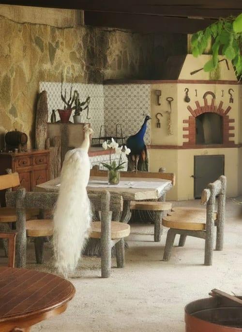 Corte rustica con zona pranzo all'Albergo Candalú, con mobili in pietra, pavoni e focolare ad arco a Valderice, Sicilia