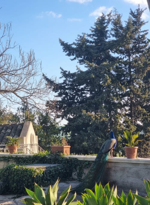 Vista del giardino dalla suite dell'Hotel Candalú a Valderice con pavone, vasi in terracotta e alti alberi sempreverdi
