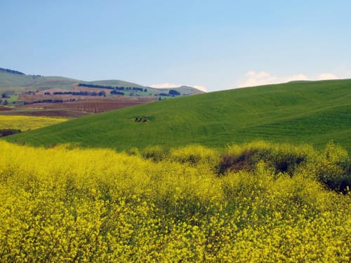 Dolci colline siciliane con campi di colza giallo brillante e verdi pendii presso Valderice, Candalú Hotel Villa